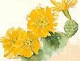 Georgia O'Keeffe : Yellow Cactus 1940 : $239