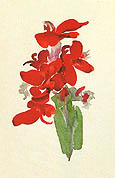 Georgia O'Keeffe : Red Canna 1920 : $245