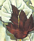 Georgia O'Keeffe : Pattern of Leaves 1924 : $249