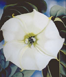 Georgia O'Keeffe : Single Jimson Weed : $257