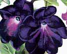 Georgia O'Keeffe : Black and Purple Petunias : $255