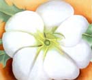 Georgia O'Keeffe : White Flower with Red Earth : $245